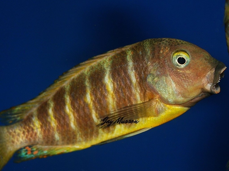 Tropheus brichardi 'Ujiji'